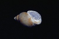 藏品(臺灣鳳螺(模))的圖片